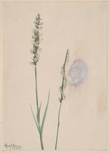 Nodding Ladies-Tresses Ibidium cernum, 1905 by Mary Vaux Walcott