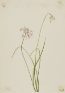 Nodding Onion by Mary Vaux Walcott