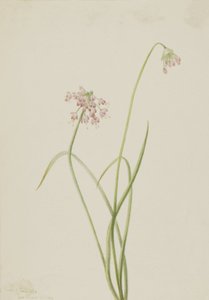 Nodding Onion
