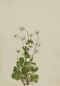 Northern Anemone, 1924