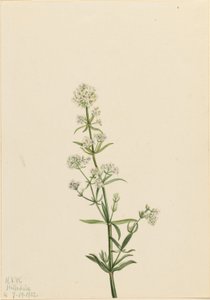 Northern Bedstraw