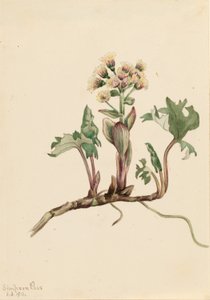 Northern Butterbur by Mary Vaux Walcott