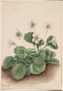 Oconee-Bells (Shortia galacifolia)