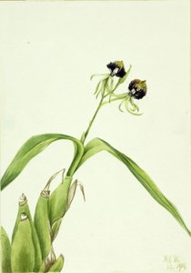 Orchid by Mary Vaux Walcott