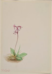 Orchis by Mary Vaux Walcott