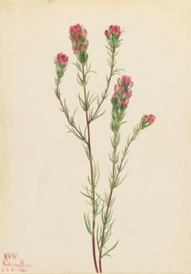 Owl-clover by Mary Vaux Walcott