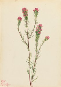 Owl-clover Orthocarpus tenuifolius