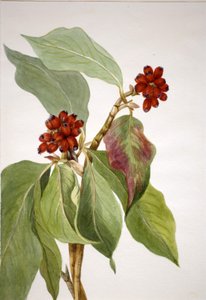 Pacific Dogwood
