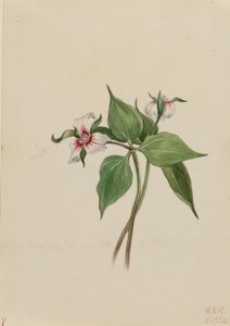 Painted Trillium by Mary Vaux Walcott