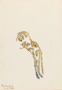 Pale Pinesap by Mary Vaux Walcott