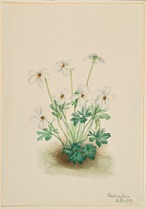 Pansy Violet