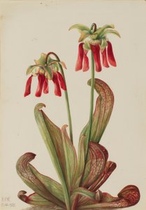 Parrot Pitcherplant by Mary Vaux Walcott