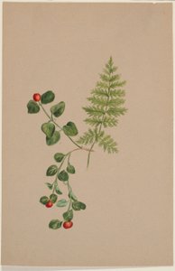 Partridgeberry by Mary Vaux Walcott