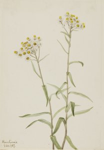 Pearl Everlasting Anaphalis margaritacea