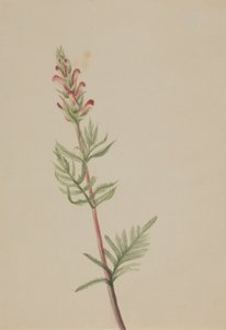 Pedicularis bracteosa