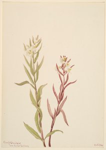 Pedicularis raremosa by Mary Vaux Walcott