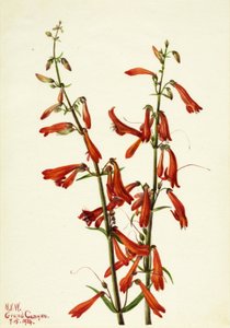 Pentstemon by Mary Vaux Walcott
