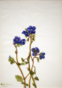 Phacelia