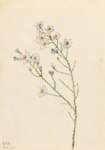 Pineland Aster