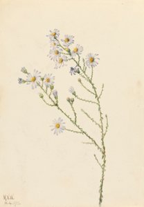 Pineland Aster (Aster squarrosus)
