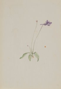 Common Butterwort