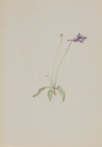 Pinguicula vulgaris, ca. early 1930s