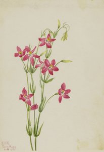 Pink Centaurium