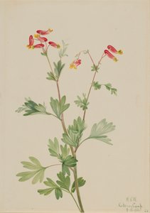 Pink Fumeroot, 1922 by Mary Vaux Walcott