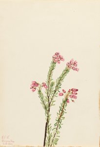 Pink Mountain Heather