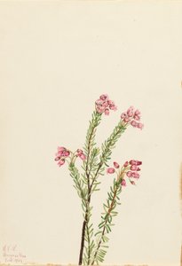 Pink Mountain Heather Phyllodoce empetriformis, 1924