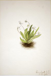 Primrose Violet