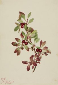Ptarmiganberry by Mary Vaux Walcott