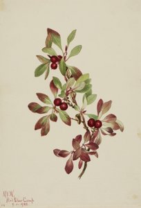 Ptarmiganberry, 1922 by Mary Vaux Walcott