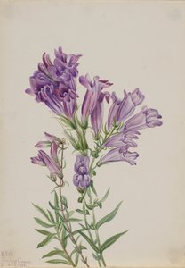 Purple Pentstemon Pentstemon Lyallii by Mary Vaux Walcott