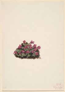 Purple Saxifrage