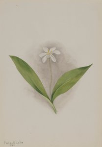 Queencup Clintonia uniflora
