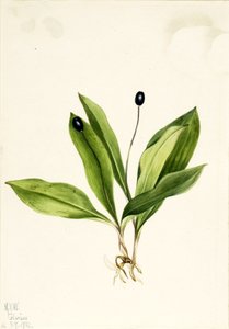 Queencup Clintonia uniflora