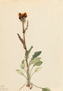 Rayless Groundsel Senecio Pauciflorus