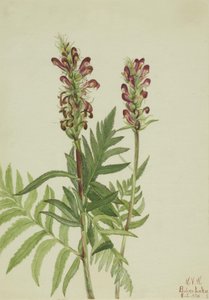 Red-Helmet Pedicularis bracteosa, 1924