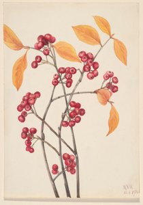 Red Chokeberry by Mary Vaux Walcott