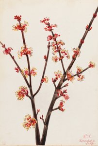 Red Maple (Acer rubrum) by Mary Vaux Walcott