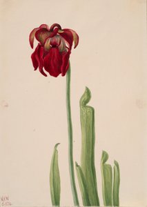Red Pitcherplant Sarracenia jonesii