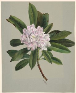 Rhododendron by Mary Vaux Walcott