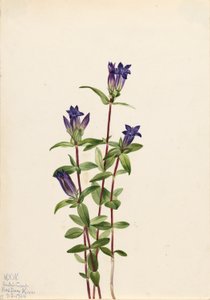 Riverbank Gentian by Mary Vaux Walcott