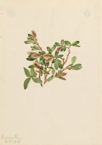 Rock Willow by Mary Vaux Walcott