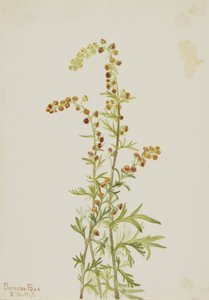 Rock Wormwood
