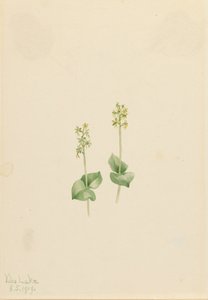 Rocky Mountain Twayblade Ophrys necrophylla, 1919