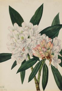 Rosebay Rhododendron Rhododendron Maximum