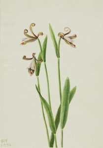 Rosebud Orchid Pogonia divaricata by Mary Vaux Walcott