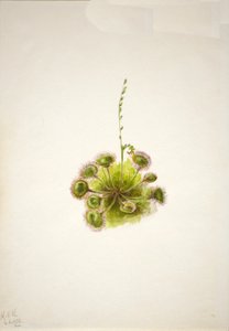 Roundleaf Sundew Drosera rotundifolia by Mary Vaux Walcott